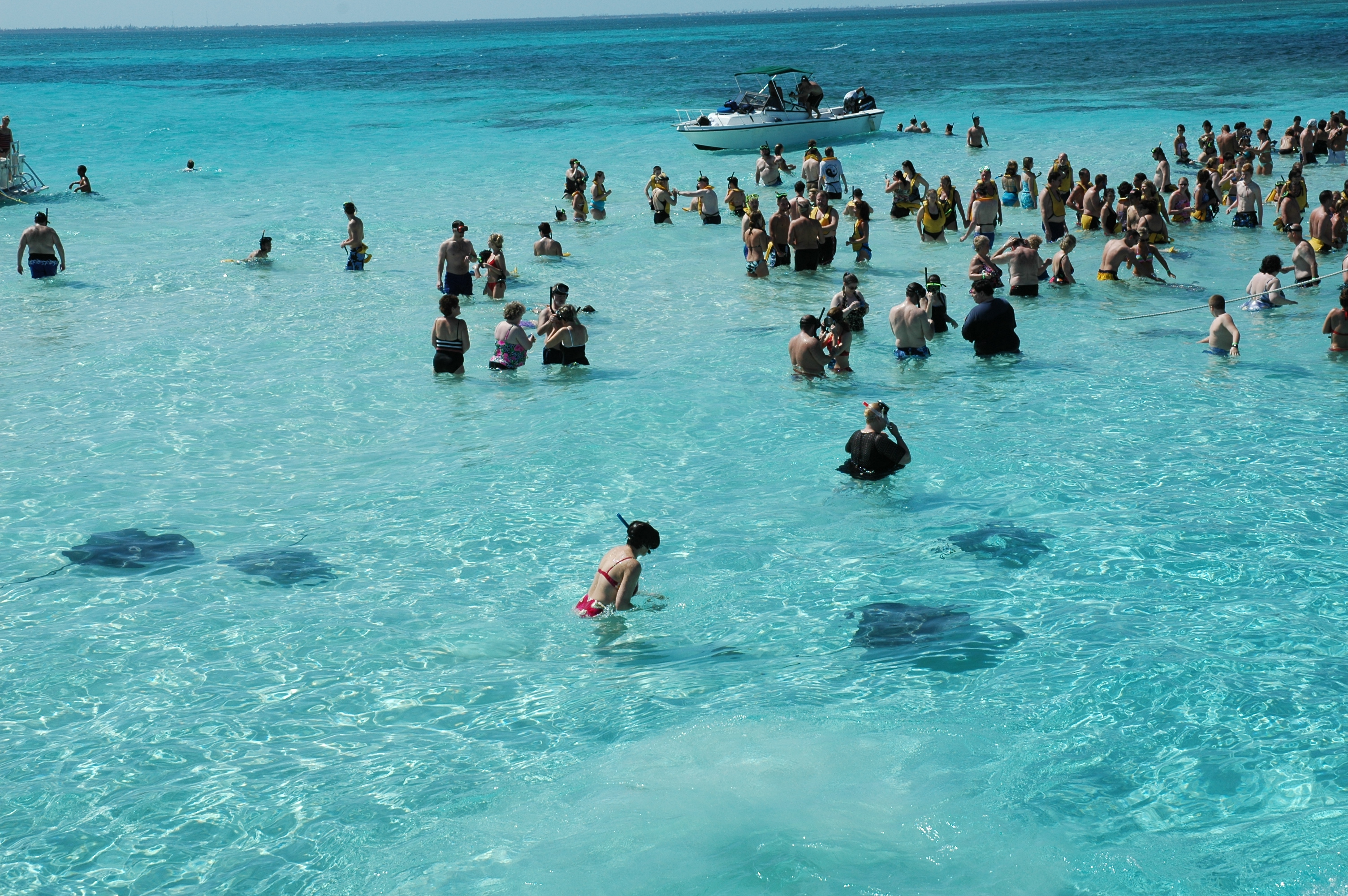 Stingrays